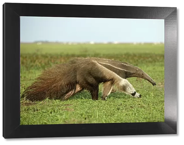 Giant Anteater in the Llanos Venezuela