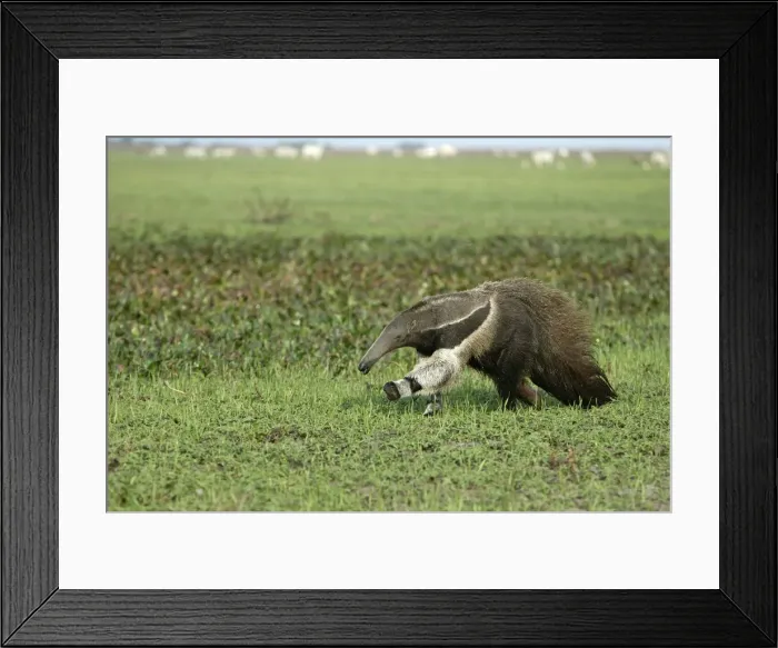 Framed Print : Giant Anteater - running Llanos, Venezuela Framed Print : Giant Anteater - running Llanos, Venezuela