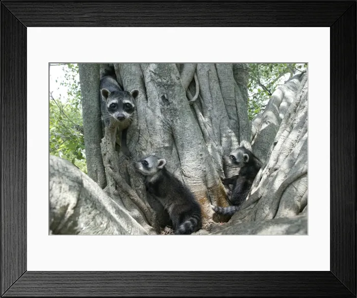 Framed Print : Crab-eating Raccoon - three in tree Llanos, Venezuela Framed Print : Crab-eating Raccoon - three in tree Llanos, Venezuela