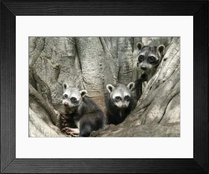 Framed Print : Crab-eating Raccoon - three in tree Llanos, Venezuela Framed Print : Crab-eating Raccoon - three in tree Llanos, Venezuela