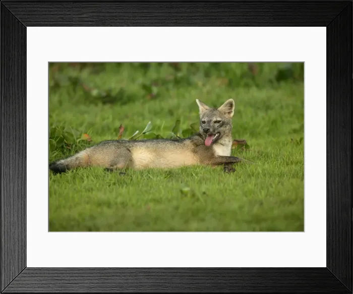 Framed Print : Common  /  Crab-Eating  /  Savanna Zorro or Fox Llanos. Venezuela