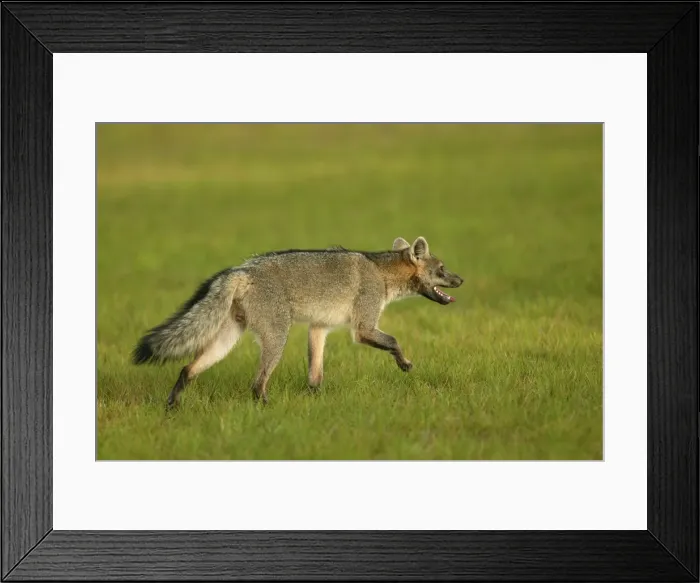 Framed Print : Common  /  Crab-Eating  /  Savanna Zorro or Fox Llanos. Venezuela