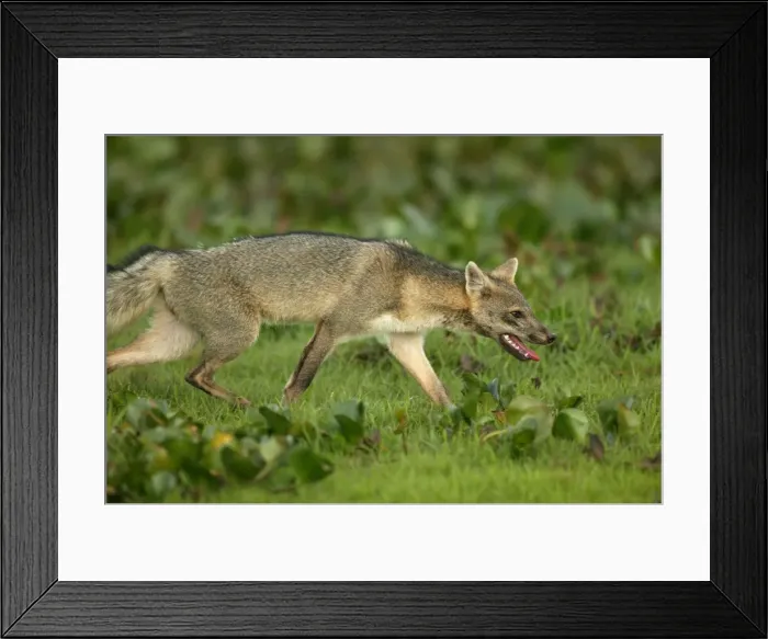 Framed Print : Common / Crab-Eating / Savanna Zorro or Fox Llanos. Venezuela Framed Print : Common / Crab-Eating / Savanna Zorro or Fox Llanos. Venezuela