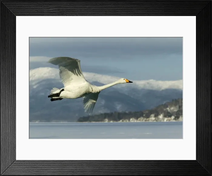 Framed Print : Whooper Swan - in flight Lake Kushiro, Hokkaido, Japan Framed Print : Whooper Swan - in flight Lake Kushiro, Hokkaido, Japan