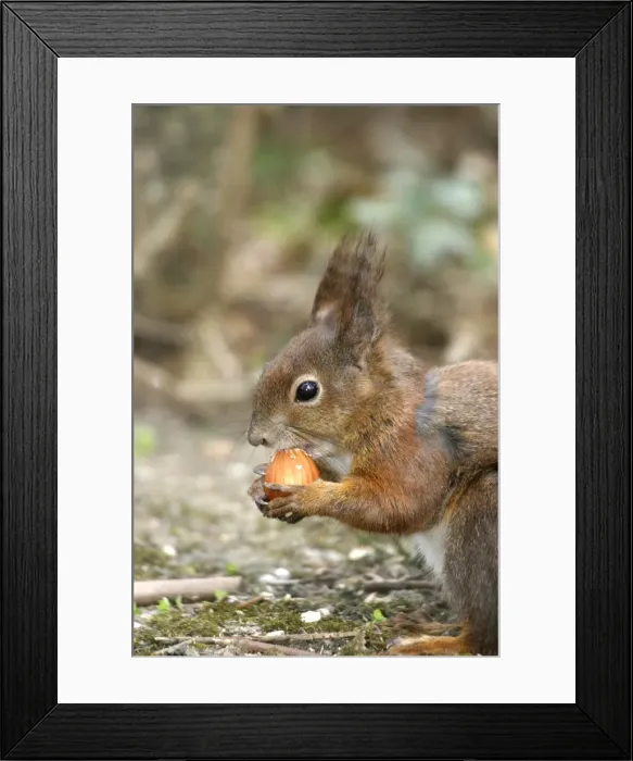 Framed Print : Red squirrel - feeding Framed Print : Red squirrel - feeding