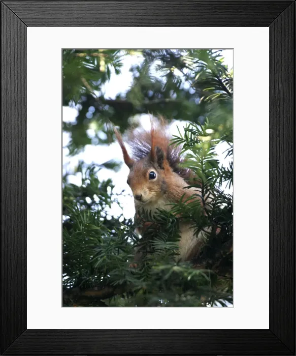 Framed Print : Red squirrel - in tree