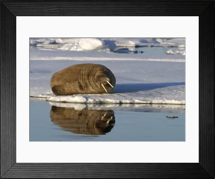 Framed Print : Whiskered / Atlantic Walrus Framed Print : Whiskered / Atlantic Walrus