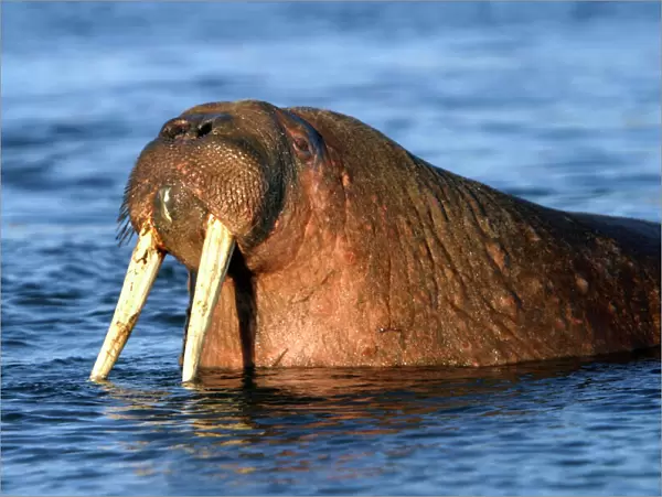 Whiskered  /  Atlantic Walrus