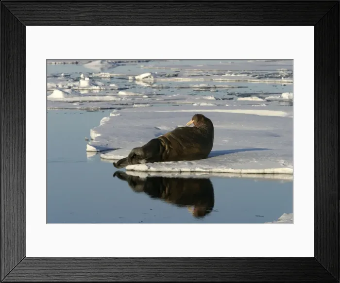 Framed Print : Whiskered / Atlantic Walrus - resting on ice Framed Print : Whiskered / Atlantic Walrus - resting on ice