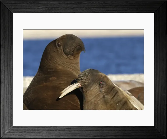 Framed Print : Whiskered / Atlantic Walrus - two Framed Print : Whiskered / Atlantic Walrus - two