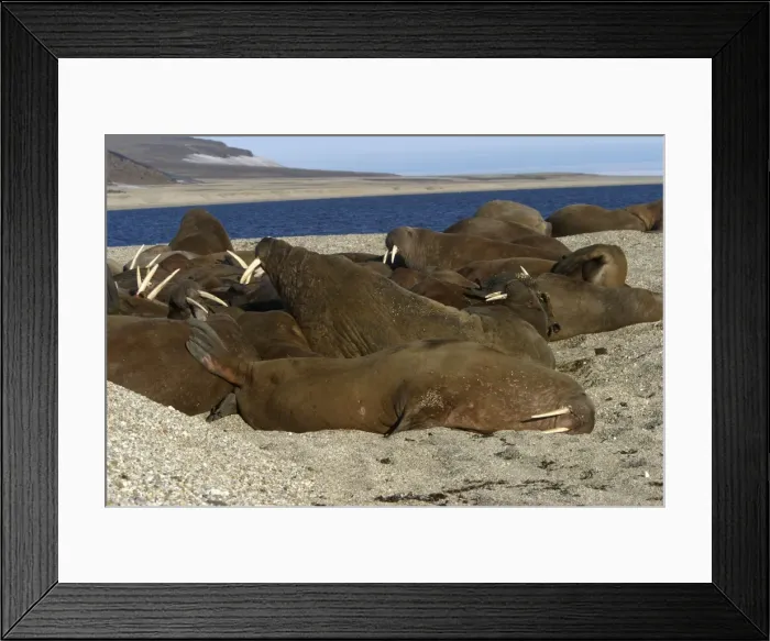Framed Print : Whiskered / Atlantic Walrus - group sleeping Framed Print : Whiskered / Atlantic Walrus - group sleeping
