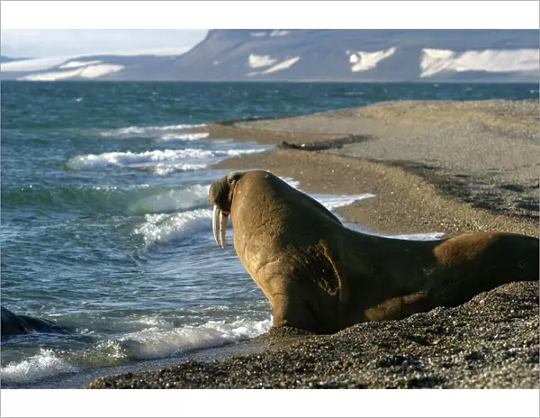 Whiskered  /  Atlantic Walrus - on beach