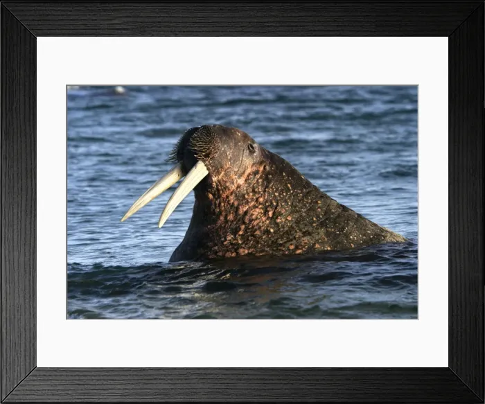 Framed Print : Whiskered  /  Atlantic Walrus - head out of water