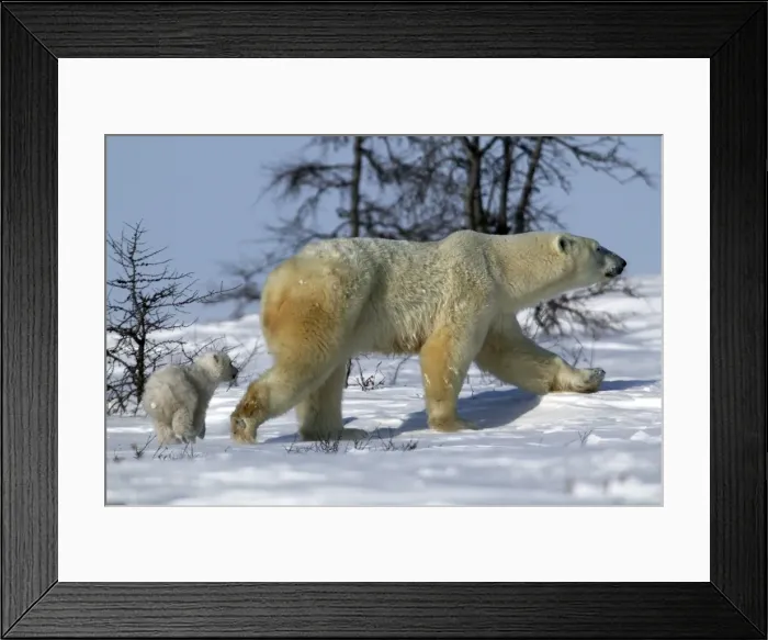 Framed Print : Polar Bear - adult and cub. Arctic Framed Print : Polar Bear - adult and cub. Arctic