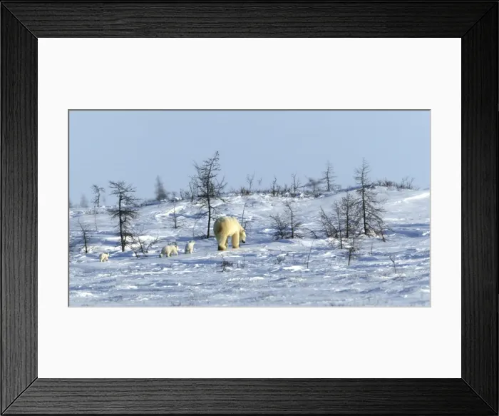 Framed Print : Polar Bear - mother with cubs. Arctic Framed Print : Polar Bear - mother with cubs. Arctic
