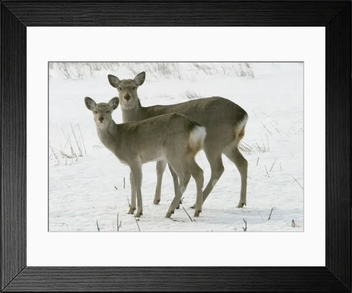 Framed Print : Ezo's Sika Deer Hokkaido. Japan Framed Print : Ezo's Sika Deer Hokkaido. Japan