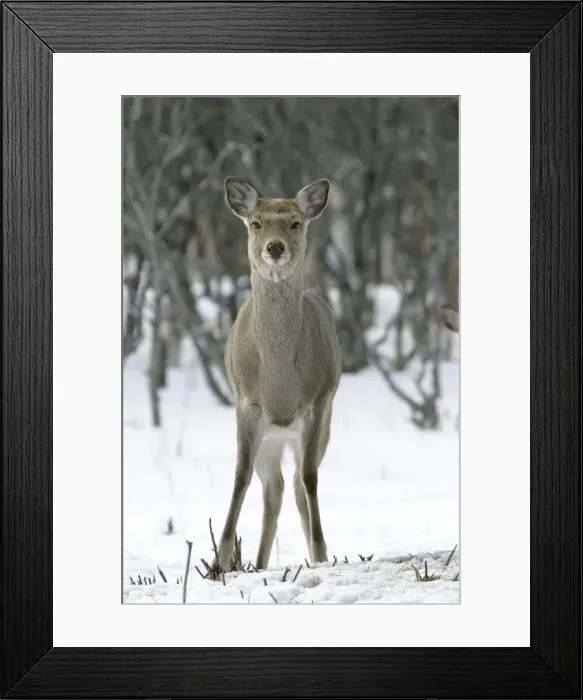 Framed Print : Ezo's Sika Deer Hokkaido. Japan Framed Print : Ezo's Sika Deer Hokkaido. Japan