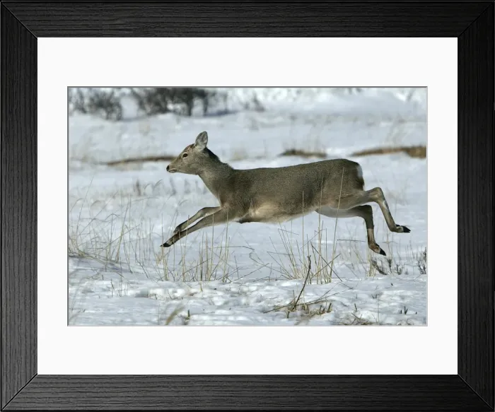 Framed Print : Ezo's Sika Deer - running. Hokkaido, Japan