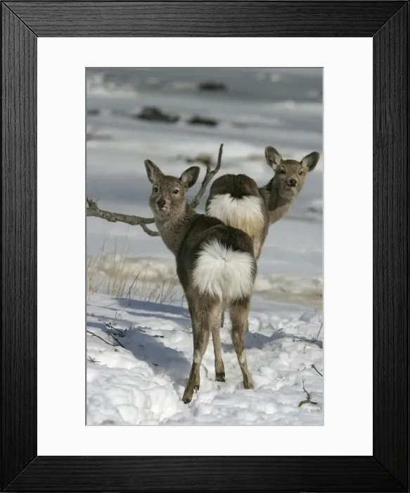 Framed Print : Ezo's Sika Deer - two. Hokkaido, Japan Framed Print : Ezo's Sika Deer - two. Hokkaido, Japan