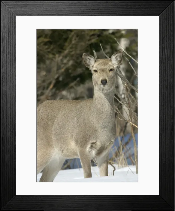 Framed Print : Ezo's Sika Deer. Hokkaido, Japan Framed Print : Ezo's Sika Deer. Hokkaido, Japan
