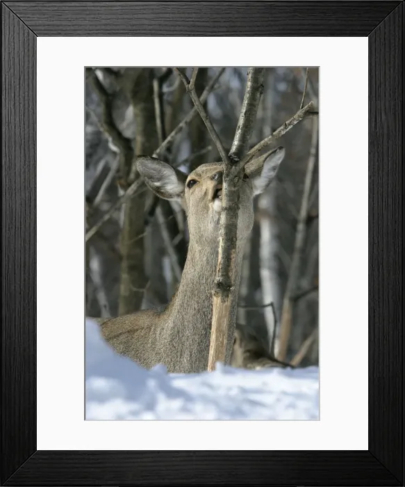 Framed Print : Ezo's Sika Deer - stripping bark to eat. Hokkaido, Japan Framed Print : Ezo's Sika Deer - stripping bark to eat. Hokkaido, Japan