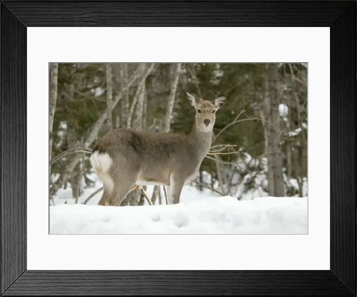 Framed Print : Ezo's Sika Deer. Hokkaido, Japan Framed Print : Ezo's Sika Deer. Hokkaido, Japan