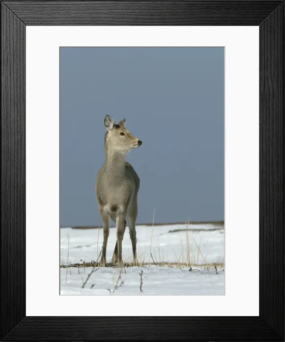 Framed Print : Ezo's Sika Deer. Hokkaido, Japan Framed Print : Ezo's Sika Deer. Hokkaido, Japan