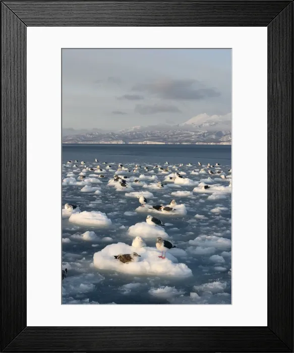 Framed Print : Slaty-Backed Gull - resting on ice. Hokkaido, Japan Framed Print : Slaty-Backed Gull - resting on ice. Hokkaido, Japan