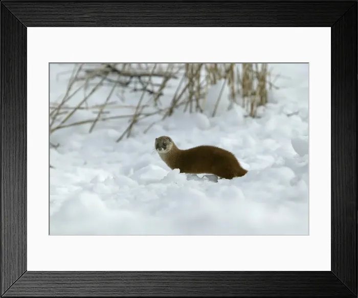 Framed Print : Japanese Marten Hokkaido, Japan Framed Print : Japanese Marten Hokkaido, Japan