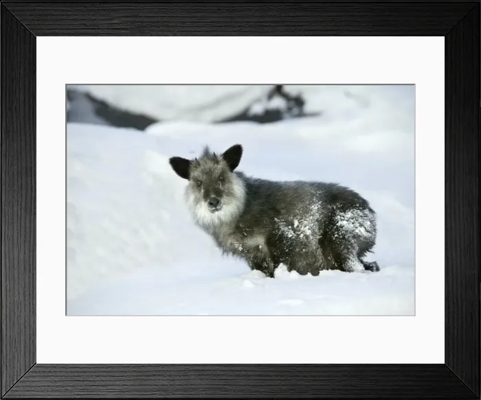 Framed Print : Japanese Serow Hokkaido, Japan Framed Print : Japanese Serow Hokkaido, Japan