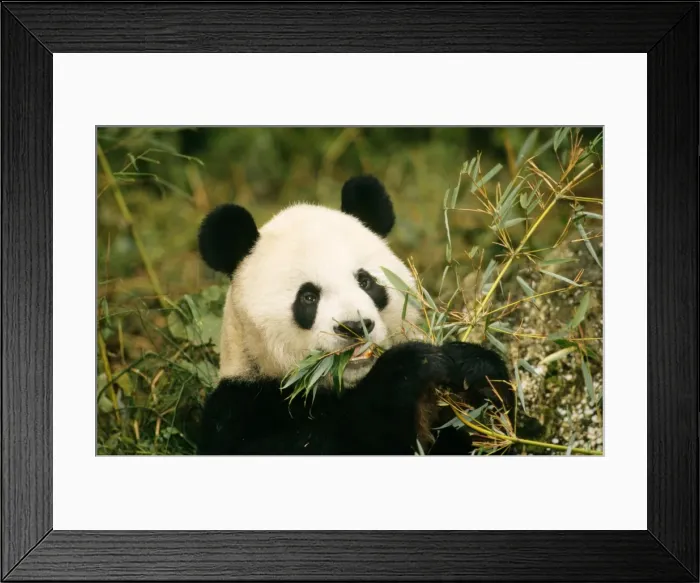 Framed Print : Giant Panda Framed Print : Giant Panda
