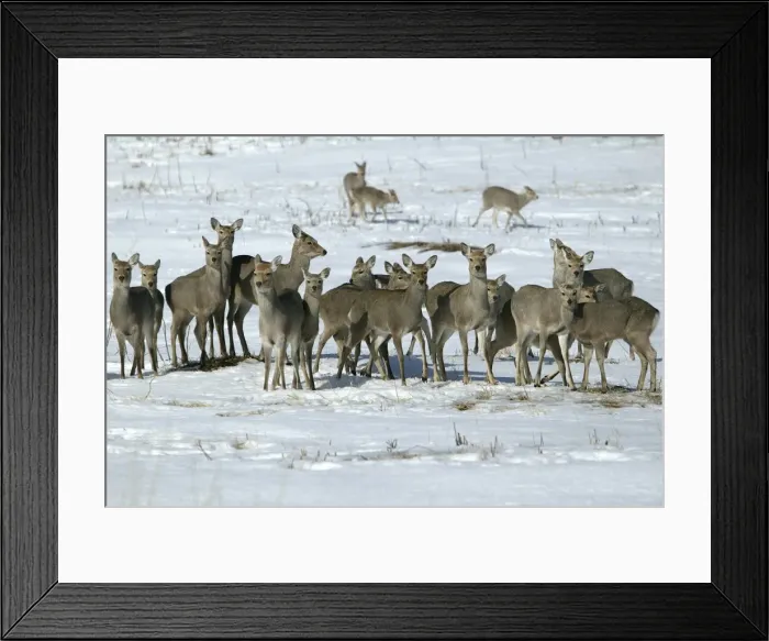 Framed Print : Ezo's Sika Deer - herd Framed Print : Ezo's Sika Deer - herd