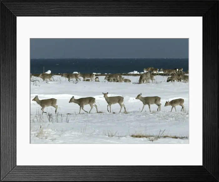 Framed Print : Ezo's Sika Deer - herd Framed Print : Ezo's Sika Deer - herd