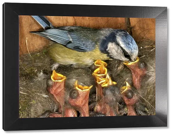 Blue Tit - feeding chicks at nest