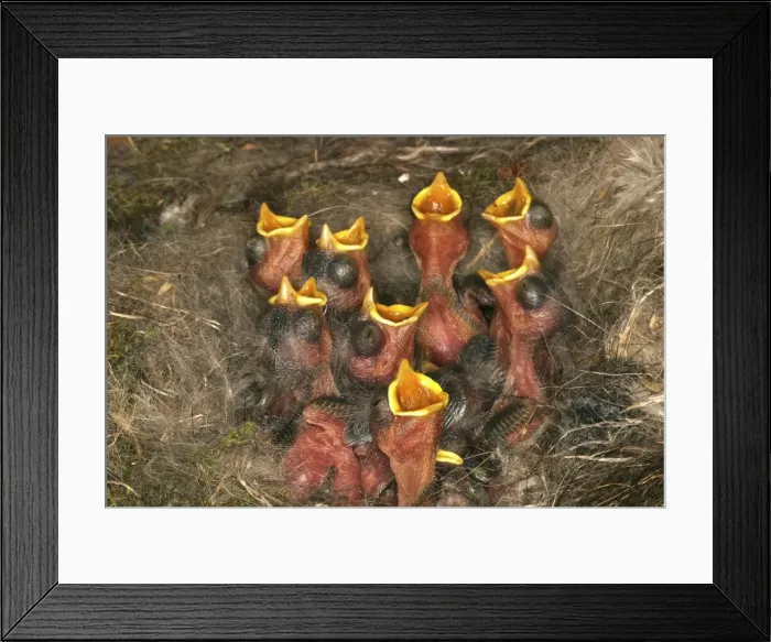 Framed Print : Blue Tit - young begging at nest Framed Print : Blue Tit - young begging at nest