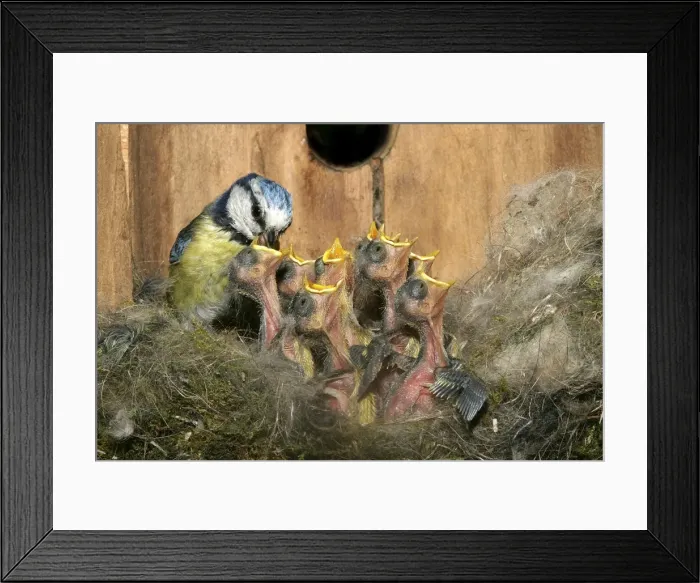 Framed Print : Blue Tit - feeding grubs to chicks at nest Framed Print : Blue Tit - feeding grubs to chicks at nest