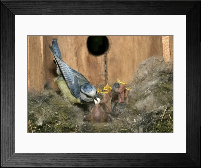 Framed Print : Blue Tit - at nest with young, removing faecal sac from chick Framed Print : Blue Tit - at nest with young, removing faecal sac from chick
