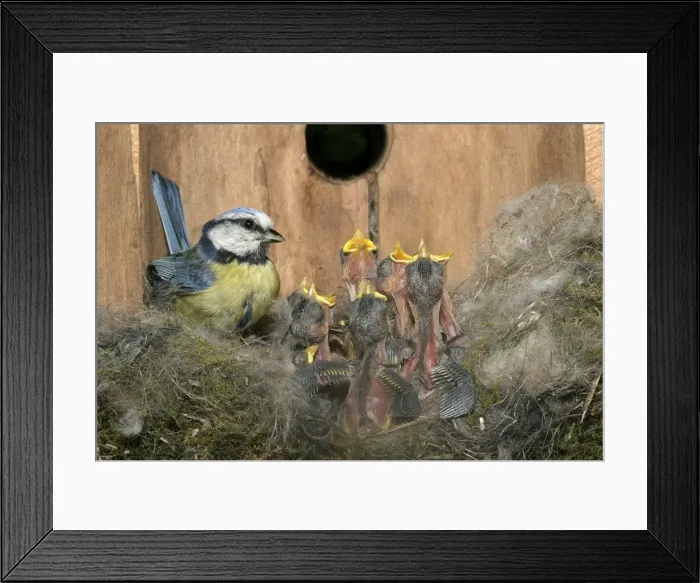 Framed Print : Blue Tit - at nest in nestbox with young Framed Print : Blue Tit - at nest in nestbox with young
