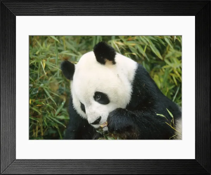 Framed Print : Giant Panda - eating Framed Print : Giant Panda - eating