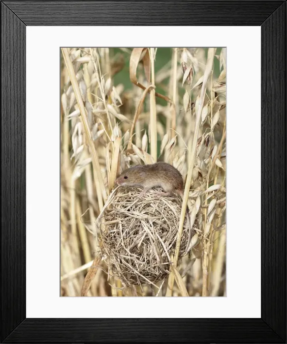 Framed Print : Harvest Mouse - at nest in Oats. Alsace France Framed Print : Harvest Mouse - at nest in Oats. Alsace France