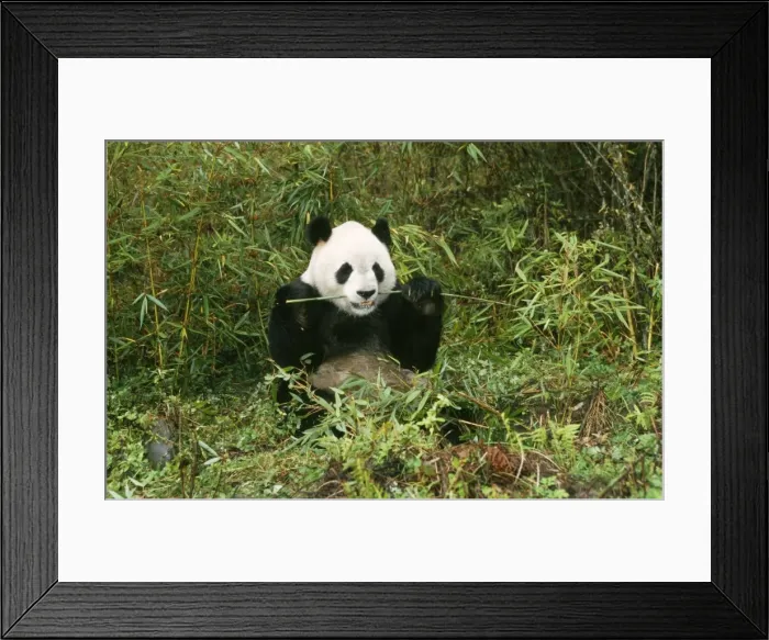 Framed Print : Giant Panda Framed Print : Giant Panda