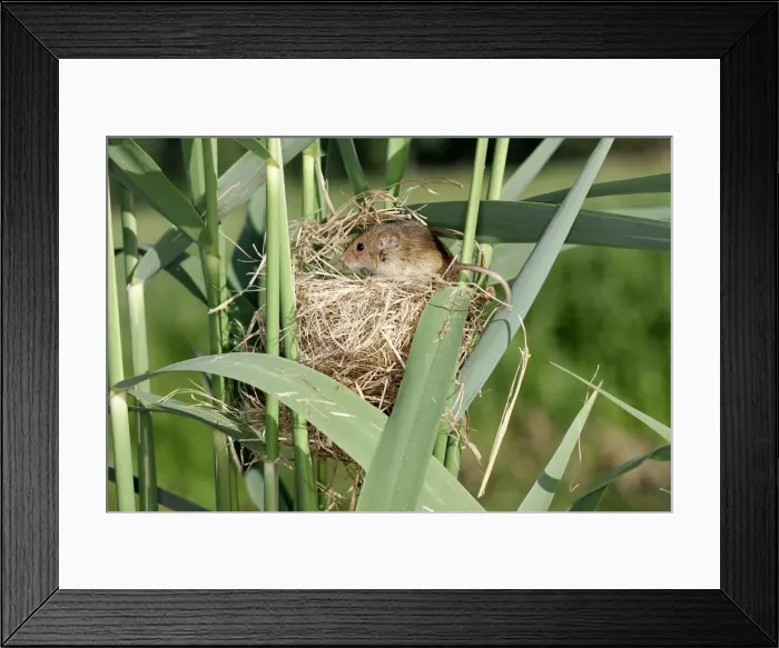 Framed Print : Harvest Mouse - at nest. Alsace France Framed Print : Harvest Mouse - at nest. Alsace France