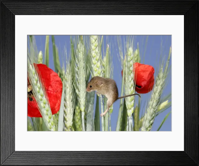 Framed Print : Harvest Mouse - climbing wheat ears and poppies. Alsace France Framed Print : Harvest Mouse - climbing wheat ears and poppies. Alsace France