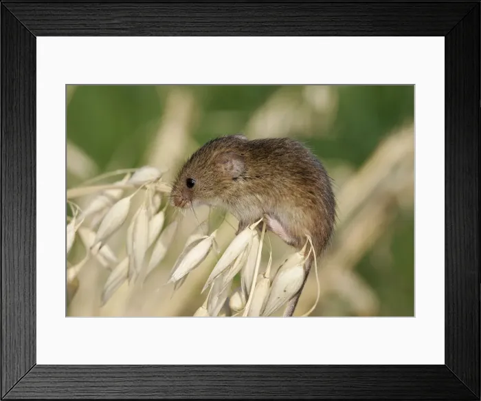 Framed Print : Harvest Mouse - on Oats. Alsace France Framed Print : Harvest Mouse - on Oats. Alsace France