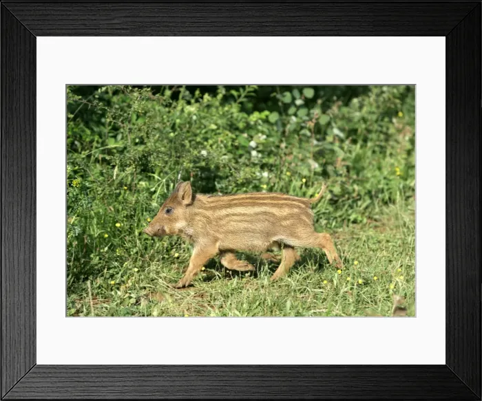 Framed Print : Wild Boar - young. France Framed Print : Wild Boar - young. France