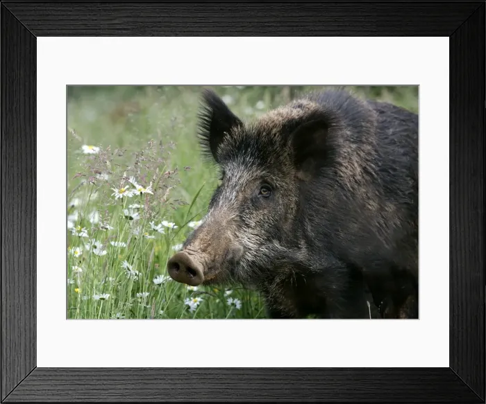 Framed Print : Wild Boar - close-up. France Framed Print : Wild Boar - close-up. France