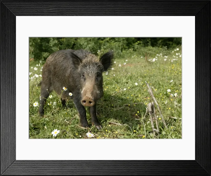 Framed Print : Wild Boar. France Framed Print : Wild Boar. France