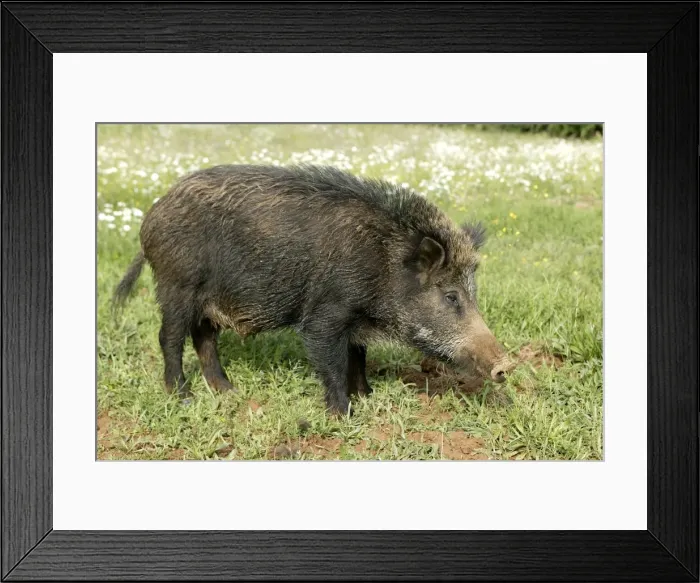 Framed Print : Wild Boar. France Framed Print : Wild Boar. France