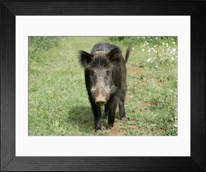 Framed Print : Wild Boar. France Framed Print : Wild Boar. France