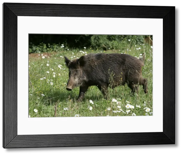 Framed Print : Wild Boar. France Framed Print : Wild Boar. France